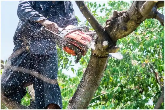 tree services Okanogan